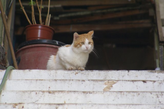 dsc03113.jpg
