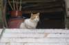 dsc03113_small.jpg