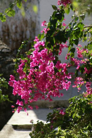 dsc03132.jpg