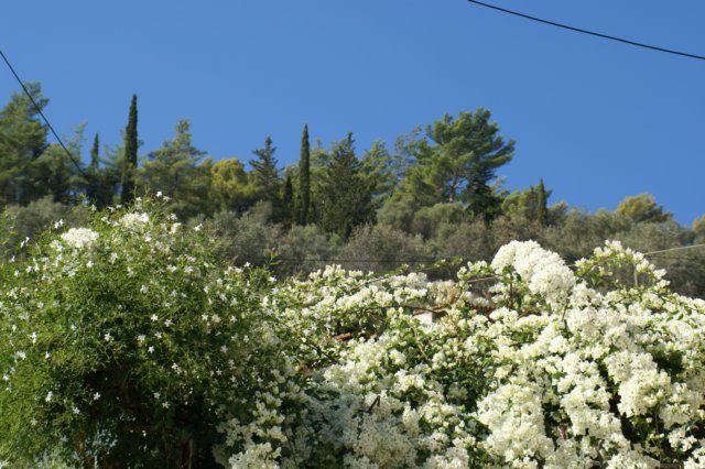 dsc03165.jpg