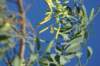 dsc03173_small.jpg