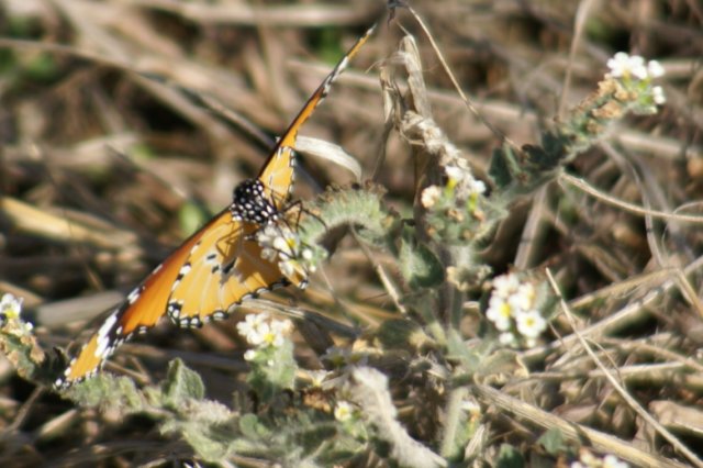 dsc032161.jpg