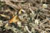dsc032161_small.jpg