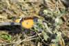 dsc032291_small.jpg