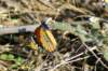 dsc032301_small.jpg