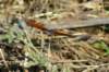 dsc032313_small.jpg