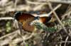 dsc032341_small.jpg
