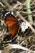 dsc032371_small.jpg
