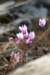 dsc03243_small.jpg