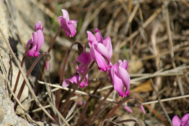dsc03245.jpg