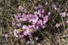 dsc03246_small.jpg