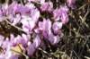 dsc03247_small.jpg