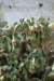 dsc03251_small.jpg