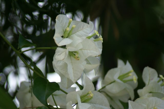 dsc03256.jpg