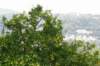dsc034401_small.jpg