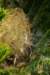dsc03446_small.jpg