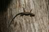 dsc03501_small.jpg