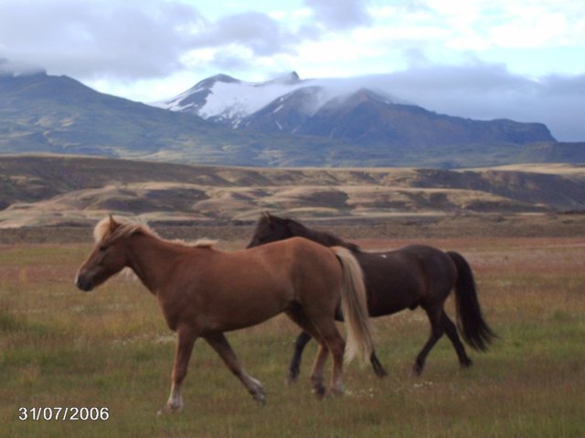 chevaux1.jpg