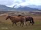 chevaux1_small.jpg