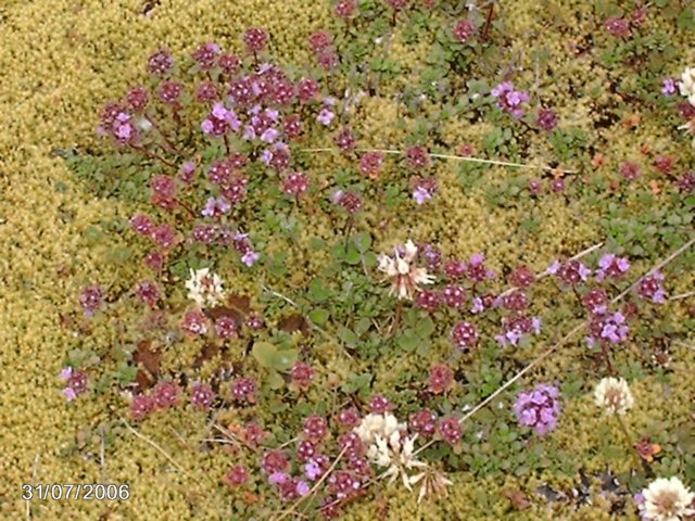 fleurs1.jpg