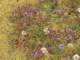 fleurs1_small.jpg