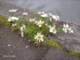 ohdesfleurs_small.jpg
